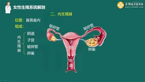 真人女生下面|解剖学高清图谱 女性生殖系统